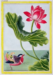 Chinese Red Water Lily, Volume I, Plate 82, from 